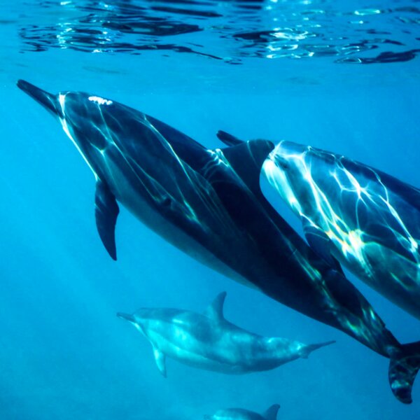 hawaii dolphins