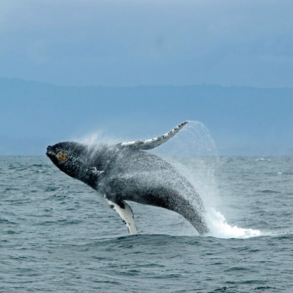 hawaii eco whales