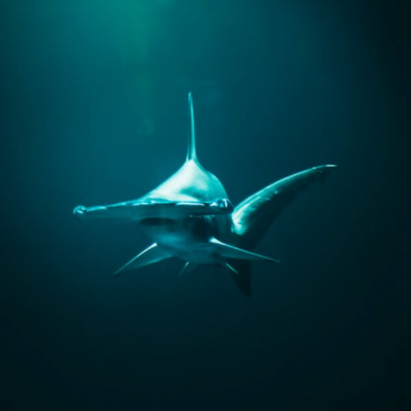 hawaii hammerhead