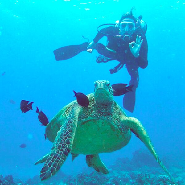 hawaii hawaiiecodivers