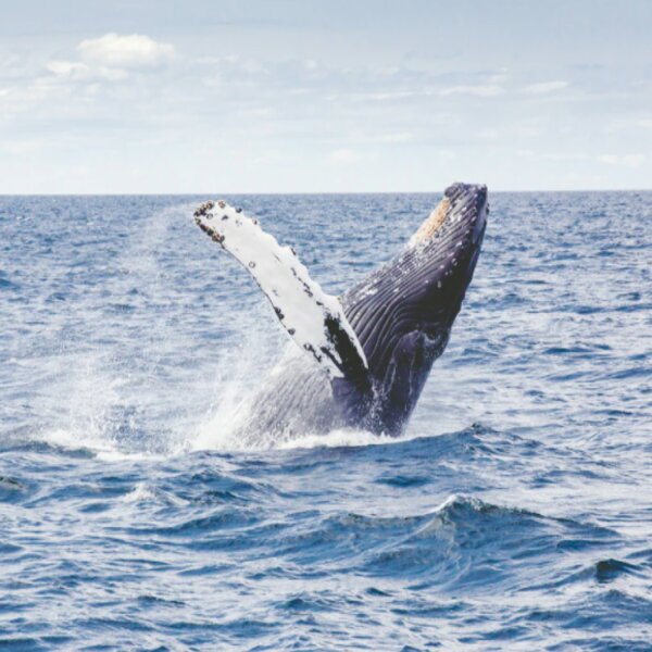 hawaii sea life