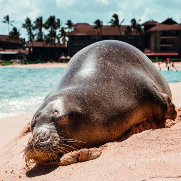 hawaii seal