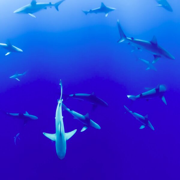hawaii sharks
