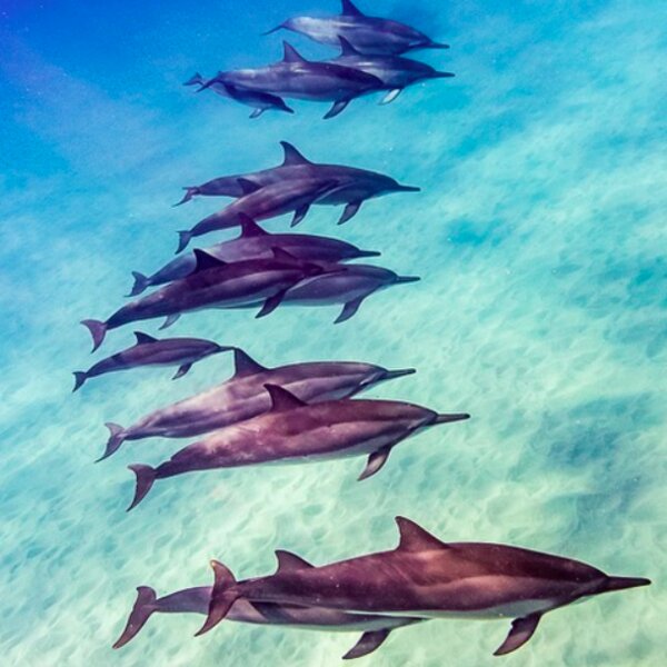 hawaii wild side