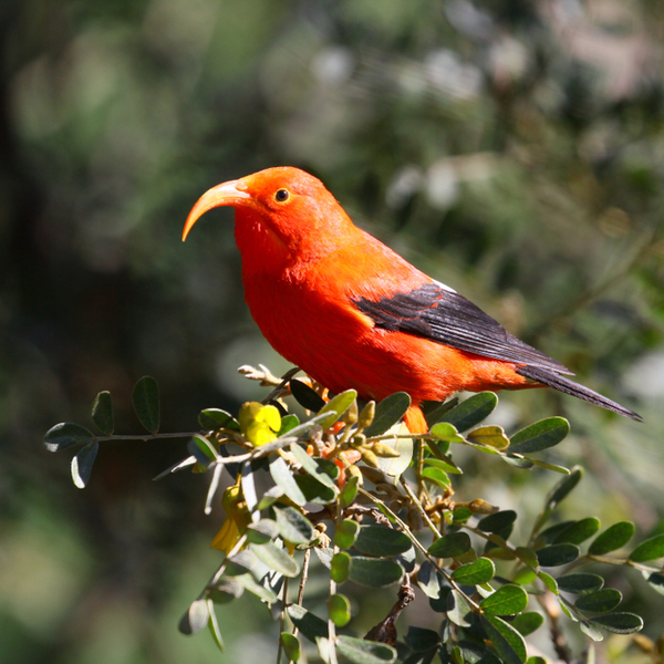 honeycreeper
