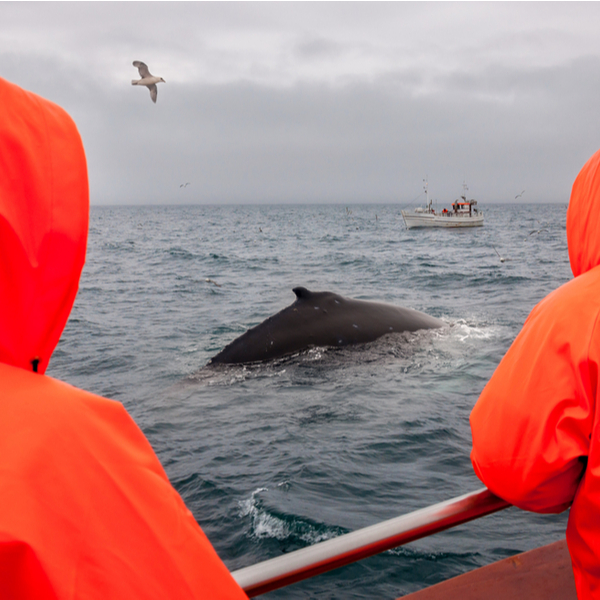 best whale watching tour reykjavik
