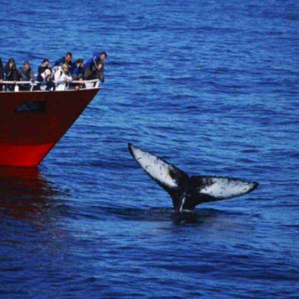 whales reykjavik