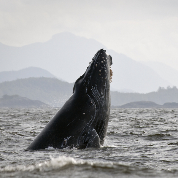humpback whale