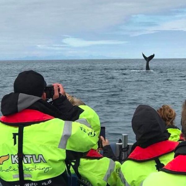 whale watching tour reykjavik
