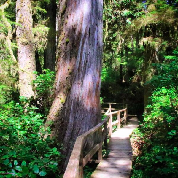 rainforest trail
