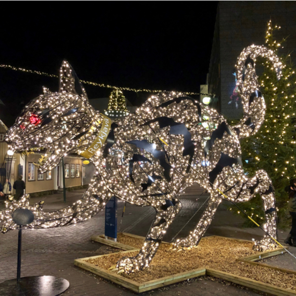 Cat lights on Reykjavik christmas tour