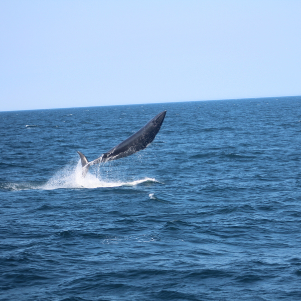 reykjavik whale watching