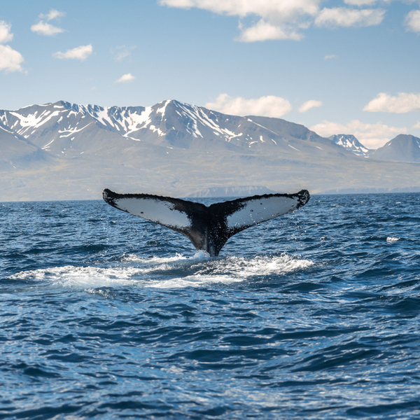 reykjavik whales