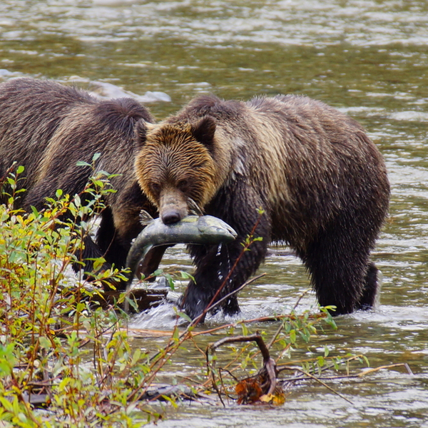 vancouver island bears