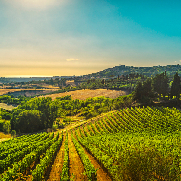 vineyard tour florence