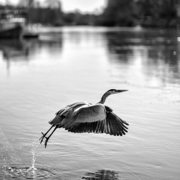 London wildlife photography