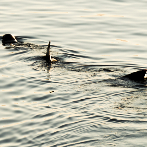 basking shark cornwall