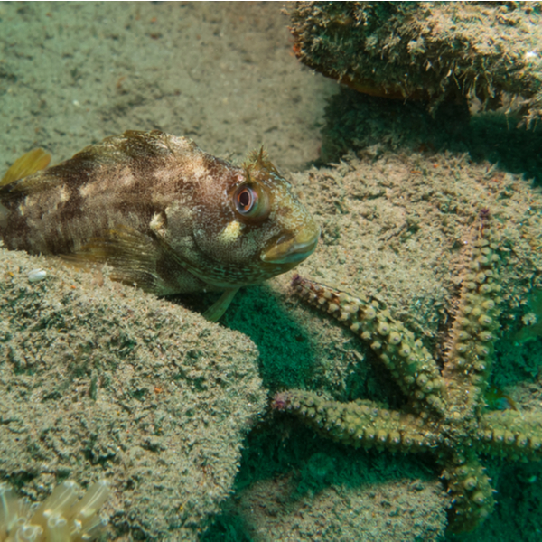 cornwall diving
