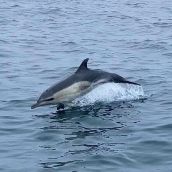dolphin watching cornwall