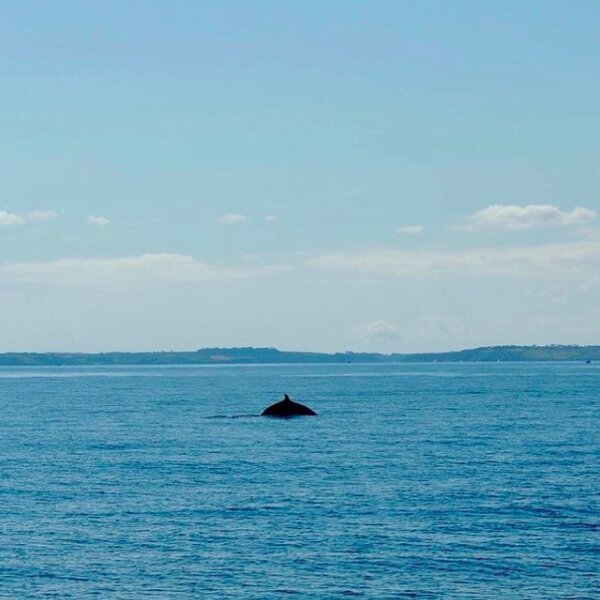 whale watching cornwall
