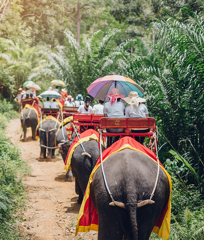 elephants in Krabi