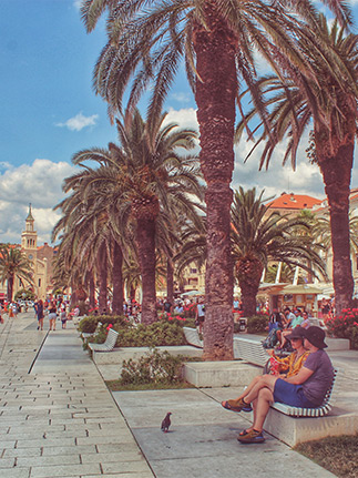Palm trees in Split