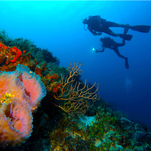 Playa del Carmen diving