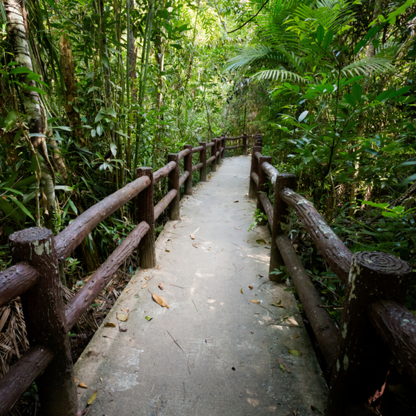 krabi forest national park