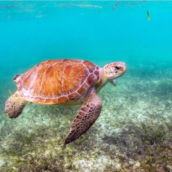 riviera maya turtles