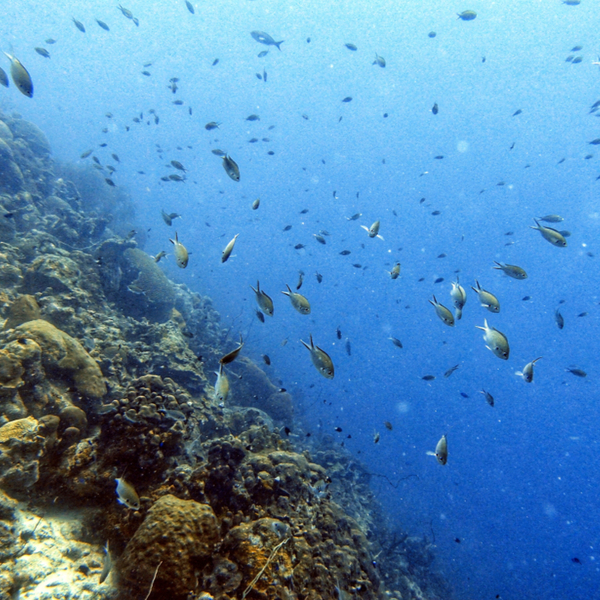 cozumel wall diving