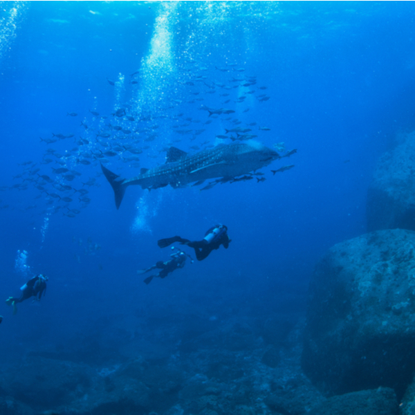 riviera maya whale shark