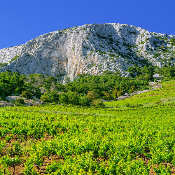 hvar island vineyard