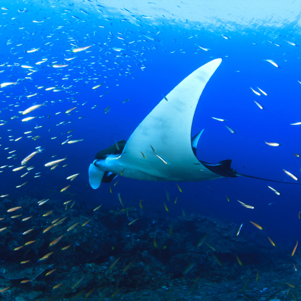 krabi diving