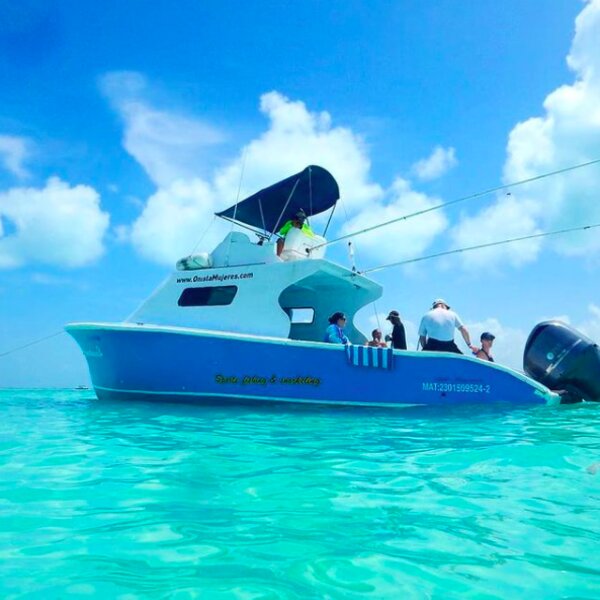 whale shark tour riviera maya