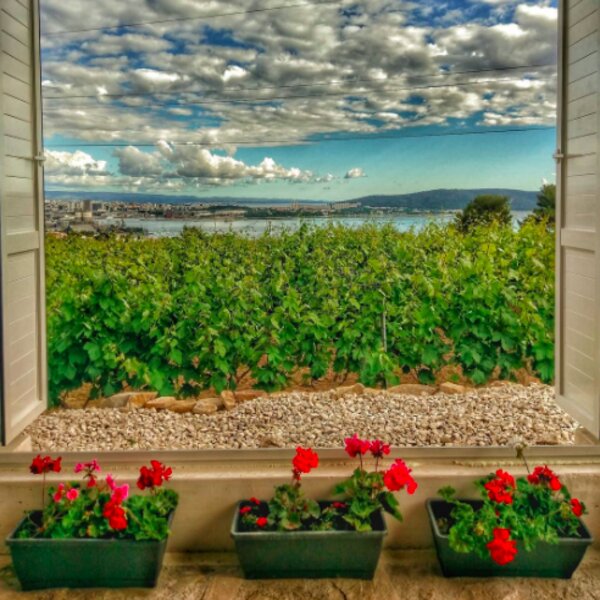 view of split vineyard