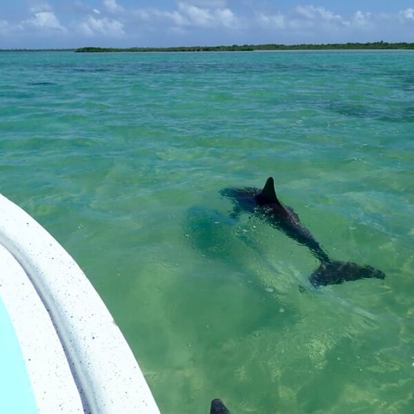 dolphin riviera maya