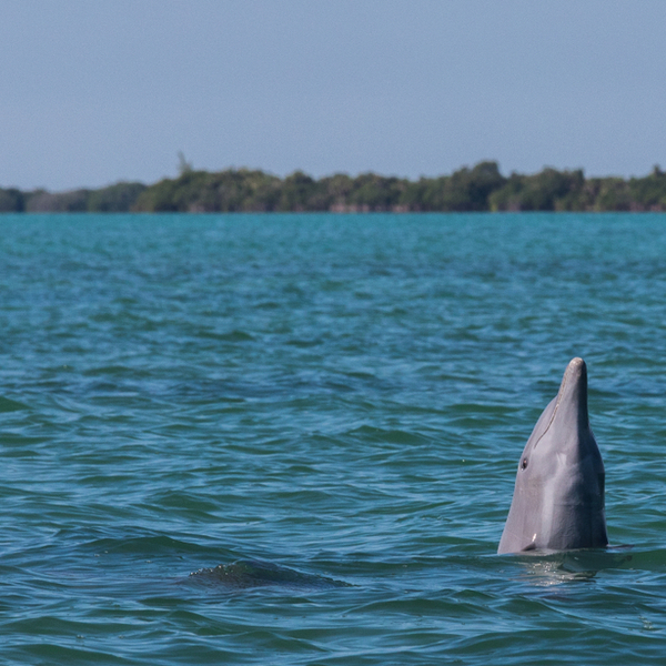 riviera maya dolphin watching