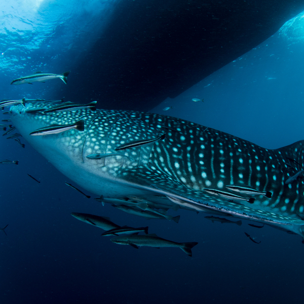 riviera maya whale shark watching