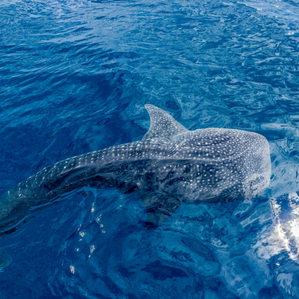 riviera maya whale shark