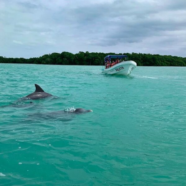 riviera maya dolphin trip