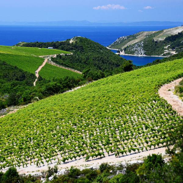 vineyard overlooking the Adriatic sea near split