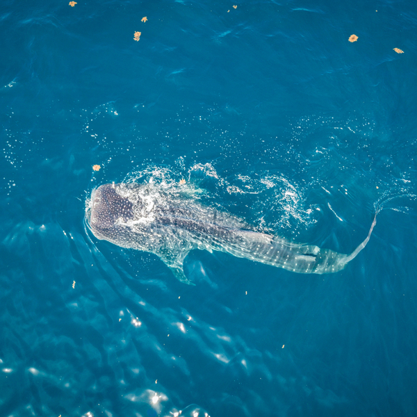 riviera maya diving