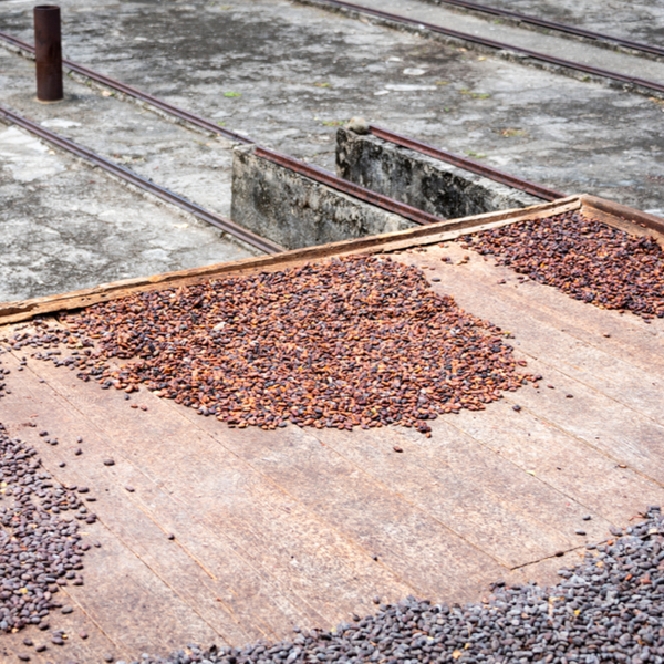 cocoa beans drying at spice estate in grenada