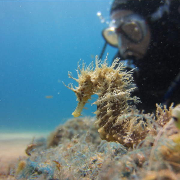 diver swimming next to seahorse in lanzarote
