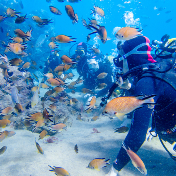 diving with school of fish in lanzarote sea