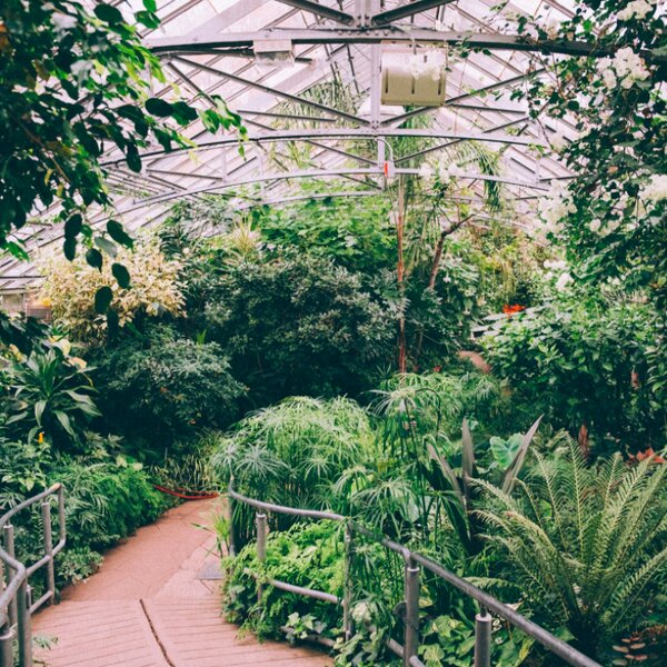 plants in the allan botanical gardens in toronto