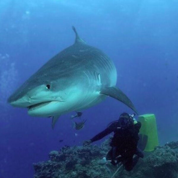 diver swimming next to shark in fiji
