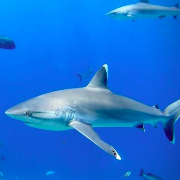 sharks swimming in sea in fiji