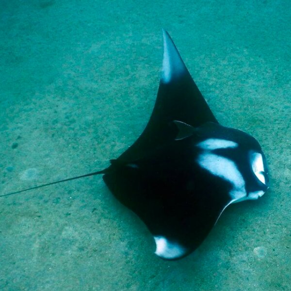 diving with manta ray in grenada
