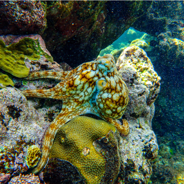 octopus in diving location in grenada